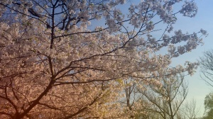 Cherry Blossoms 1 2015