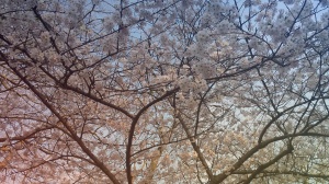 Cherry Blossoms 2 2015