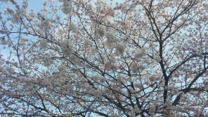 Cherry Blossoms 3 2015